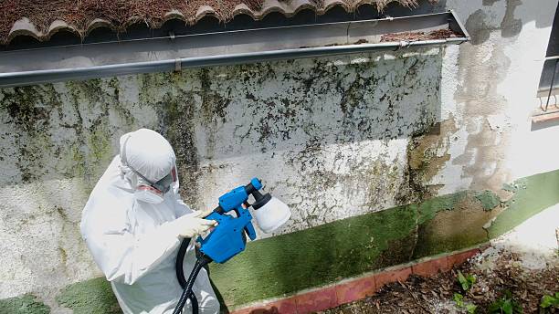 Top rated local Mold Remediation specialists in Doylesburg, PA